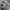 Nike Ebernon Low White photo 3