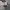 Nike Ebernon Low White photo 4