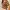 Colorbox Casual Crop top Wanita multicolor brown photo 2