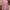H&M Vintage Casual Casual shirt Pria pink photo 1