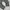 LONGPANTS DICKIES 1939RMS photo 4