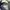Halfbutton/kancing GGIO 