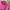 Hugo Boss Minimalist Casual T-shirt Pria pink photo 3