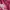 Hugo Boss Minimalist Casual T-shirt Pria pink photo 5