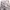 Orslow Patigue Broken White Japanesse brand photo 1