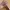 Anna Sui Vintage Y2K Belt Pria brown photo 5