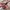 La senza lingerie xs photo 7