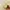 Dorskin