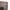 HUF Minimalist Casual Casual pants Pria tan photo 4