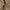 Scranton tailored trousers tan regular fit celana bahan photo 4