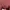 Adidas Center Sportwear Pria Maroon Polyester photo 5