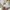Kansai Bis Vintage Avant Garde T-shirt Wanita cream photo 4