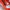Melissa Flat Wanita red photo 5
