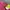 Vintage Streetwear Windbreaker Pria green pink photo 7
