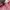 PANCOAT RABBIT PINK photo 2