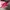 Tas Victoria secret  photo 6