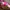 Tas Victoria secret  photo 3