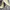 Timberland Casual Boots Pria khaki photo 1