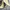Timberland Casual Boots Pria Khaki