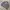DICKIES WORK JACKET DETROIT PURPLE-ISH GREY 