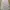 snopdoog photo 6