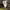 Polo Jack Wolf Skin photo 3