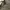 Polo Jack Wolf Skin photo 2