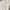 Luxury Pea coat Wanita white photo 5
