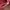 Vintage Streetwear Hat Pria red photo 4