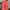 Pink Coat Outer photo 1