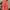 Pink Coat Outer