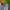 Polo Ralph Lauren Light Green Striped Shirt