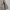 Dickies Casual Short Pria khaki photo 7