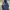 Dickies Casual Hoody Pria Navy