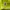 Billionaire Boys Club Streetwear Casual T-shirt Pria yellow photo 4