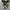 Converse Allstar Low Black White photo 4