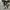 Converse Low Allstar Black White photo 4