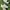 Adidas Forest Hils