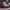 Converse Casual Sneakers Wanita burgundy photo 5