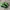 Nike SHOX TL Green Bunglon photo 1