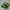 Nike SHOX TL Green Bunglon