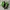 Nike SHOX TL Green Bunglon photo 2