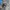 ADIDAS BERMUDA BLUE ELECTRIC photo 1
