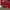 Nike dunk low phantom red photo 3
