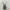 H&M Coquette Midi Dress Wanita Gray