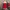Luxury Coquette Midi Dress Wanita Red