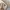 Streetwear Casual Windbreaker Pria brown photo 5