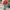 Red Harrington Jacket by Tacton “British Style” photo 2