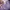 H&M Coquette Casual Crop top Wanita purple photo 3