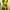 YELLOW SENSE photo 2